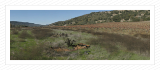 Chiles Valley1 11.20.07 (16x43.8)